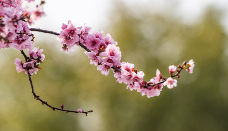 枝繁叶茂的梅花 植物茎