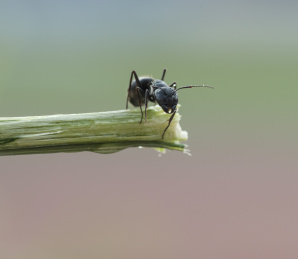 停栖在树枝上的蚂蚁