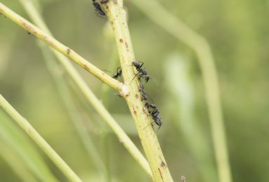 猎捕蚜虫的蚂蚁
