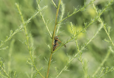 停栖在枝干上的大黄蜂