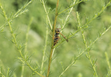 停栖在枝干上的大黄蜂