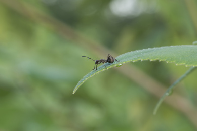 停栖在树叶上猎蝽的幼虫