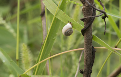吸附在草叶上的蜗牛
