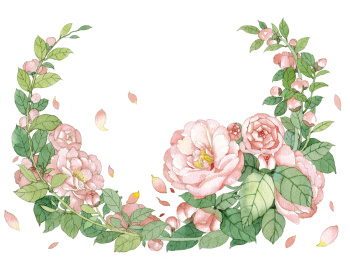 山茶花水彩插画 茶花