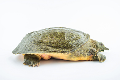 一只鲜活生猛的甲鱼在白背景上