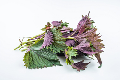 新鲜紫苏在白背景上