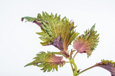 新鲜紫苏在白背景上