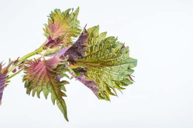 新鲜紫苏在白背景上