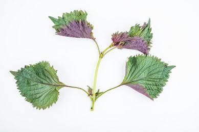 新鲜紫苏在白背景上