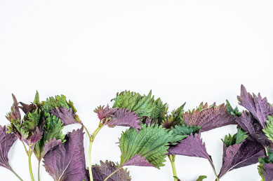 新鲜紫苏在白背景上