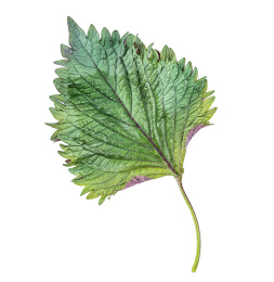 新鲜紫苏在白背景上