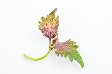 新鲜紫苏在白背景上