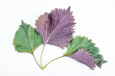 新鲜紫苏在白背景上