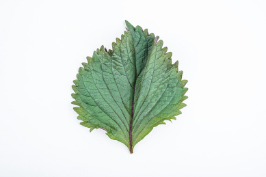 新鲜紫苏在白背景上