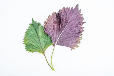 新鲜紫苏在白背景上