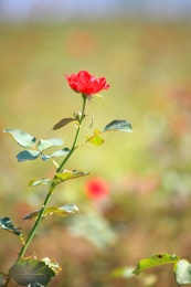 一朵漂亮的月季花