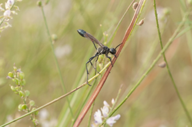 停栖在茎秆上的姬蜂