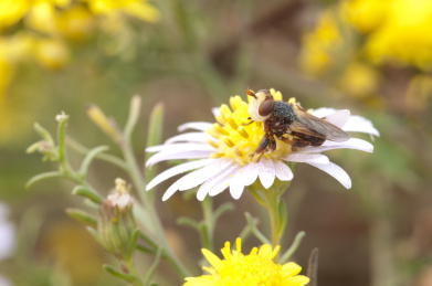 停栖在花朵上的蜂