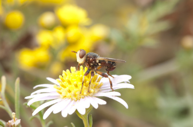 停栖在花朵上的蜂