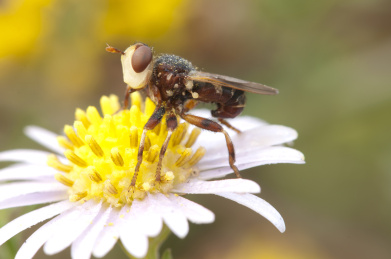 停栖在花朵上的蜂