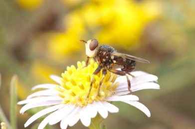 停栖在花朵上的蜂