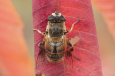 停栖在树叶上的蜜蜂
