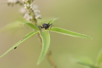 停栖在草叶上的蚂蚁