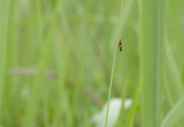 停栖在草叶上的姬蜂