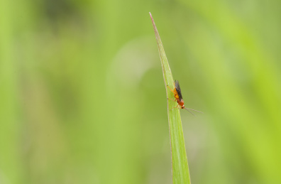 停栖在草叶上的姬蜂