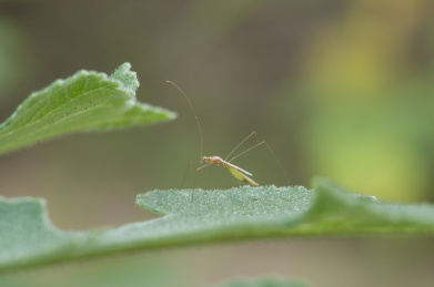 停栖在树叶上的竹节虫