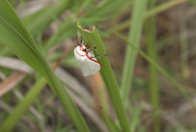 停栖在草叶上的红缘灯蛾