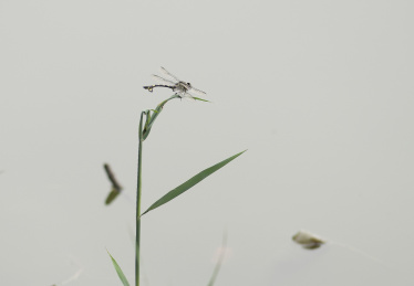 落在叶子上的蜻蜓