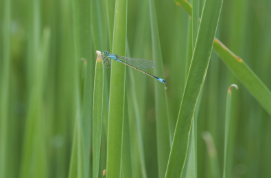 停栖在草叶上的豆娘