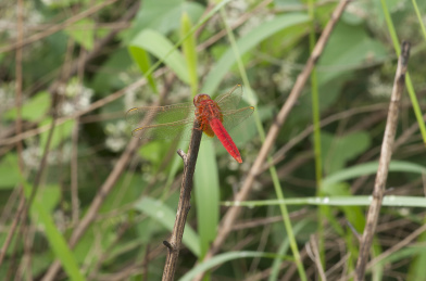 停栖在树枝上的红色蜻蜓