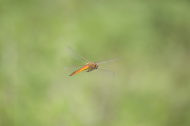 正在飞翔的黄蜻