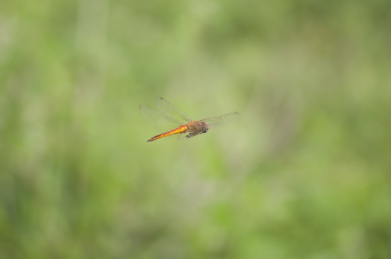 正在飞翔的黄蜻