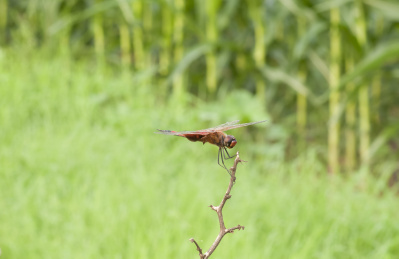 停栖在树干上的红色蜻蜓