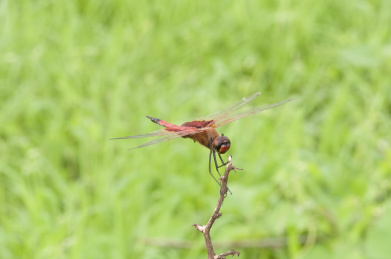 停栖在树干上的红色蜻蜓