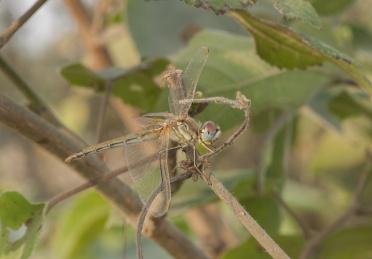 停栖在枝干上的黄蜻