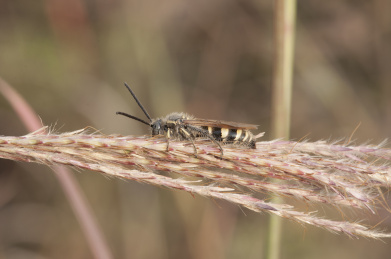 清晨匍匐在枝叶上的胡峰