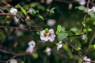 白色的毛叶木瓜花朵