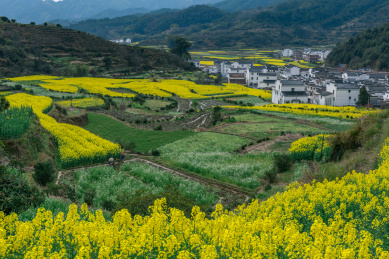 江西婺源风景 植被