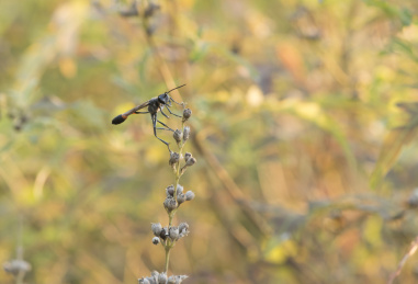 停栖在枝叶上的姬蜂