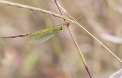 停栖在草叶上的草蛉