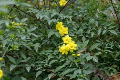 黄色的云南黄素馨花