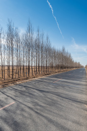 中国内蒙古通辽的树林道路