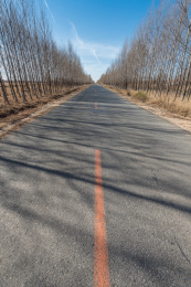 中国内蒙古通辽的树林道路