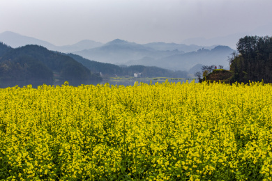 陕西汉中油菜花风光