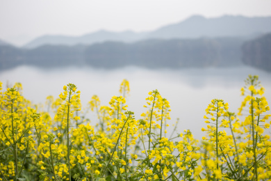 开满油菜花的田野