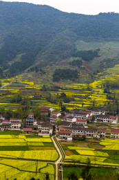 陕西汉中油菜花风光